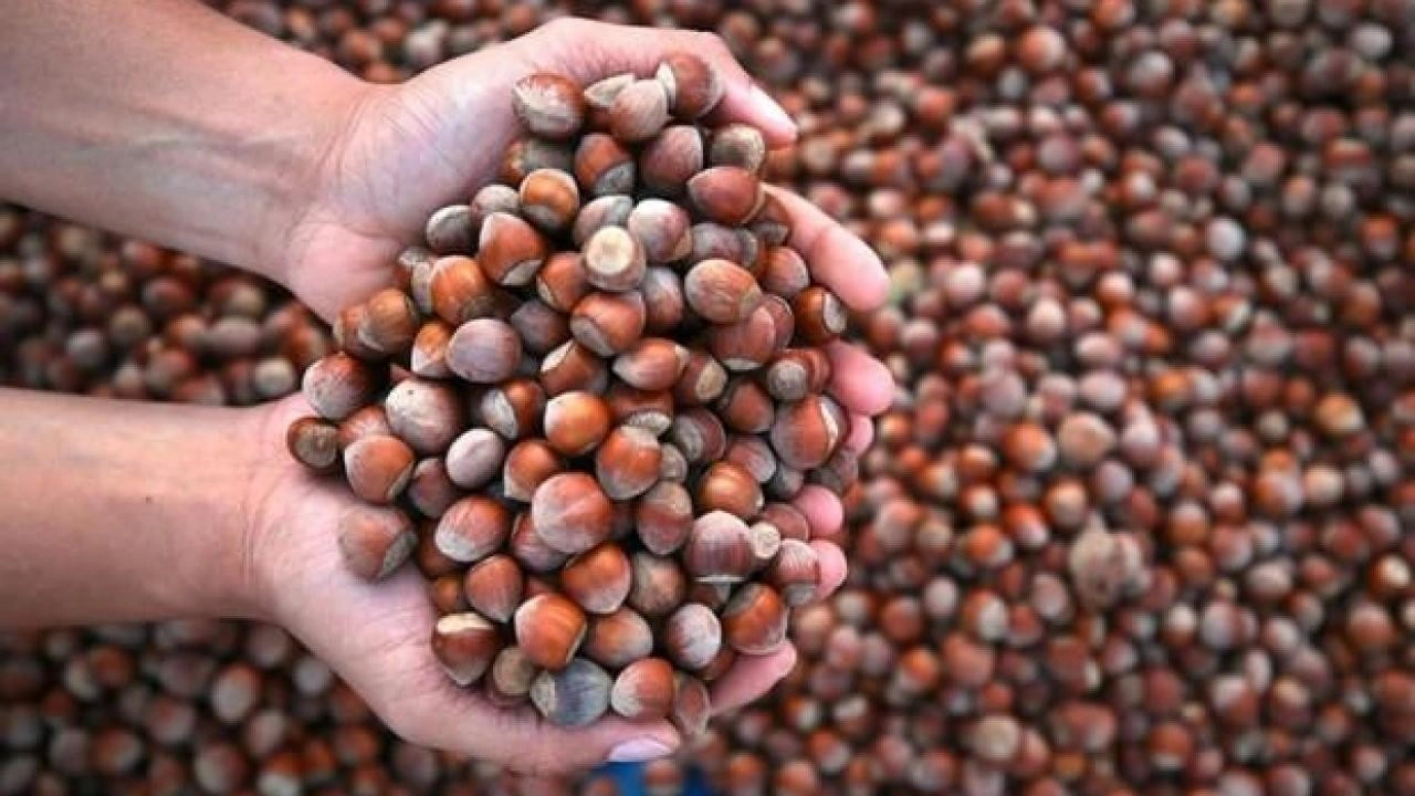 Fındıkta kritik s&uuml;re&ccedil; başladı! 130 bin &uuml;reticinin g&ouml;z&uuml; bu sonu&ccedil;ta: 400 noktada inceleme