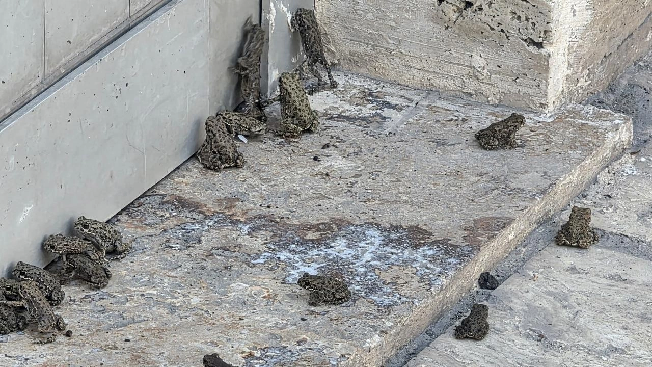 Sağanak sonrası il&ccedil;eyi kurbağa bastı