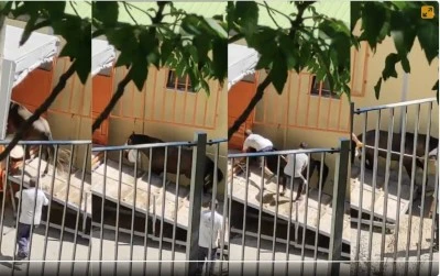 Adalar&rsquo;daki atlar Kastamonu&rsquo;ya g&ouml;nderildi: Taşıma koşullarına karşı dava a&ccedil;ıldı