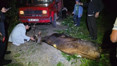 Artvin&rsquo;de u&ccedil;uruma yuvarlanan inek ekiplerin &ccedil;abasıyla kurtarıldı