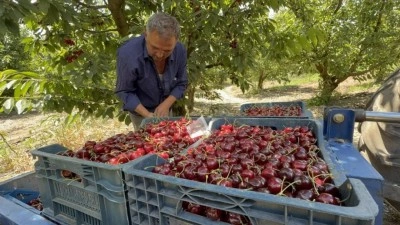 Fiyatı tarlada 60, markette 200 TL!