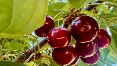 Hasat başladı! D&uuml;nyaca &uuml;nl&uuml;, kilosu 60 TL