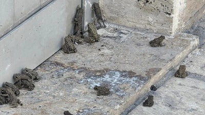 Sağanak sonrası il&ccedil;eyi kurbağa bastı