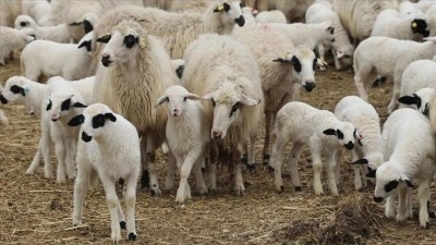 TİGEM 1700 reforme k&uuml;&ccedil;&uuml;kbaş hayvanı satışa &ccedil;ıkartıyor!