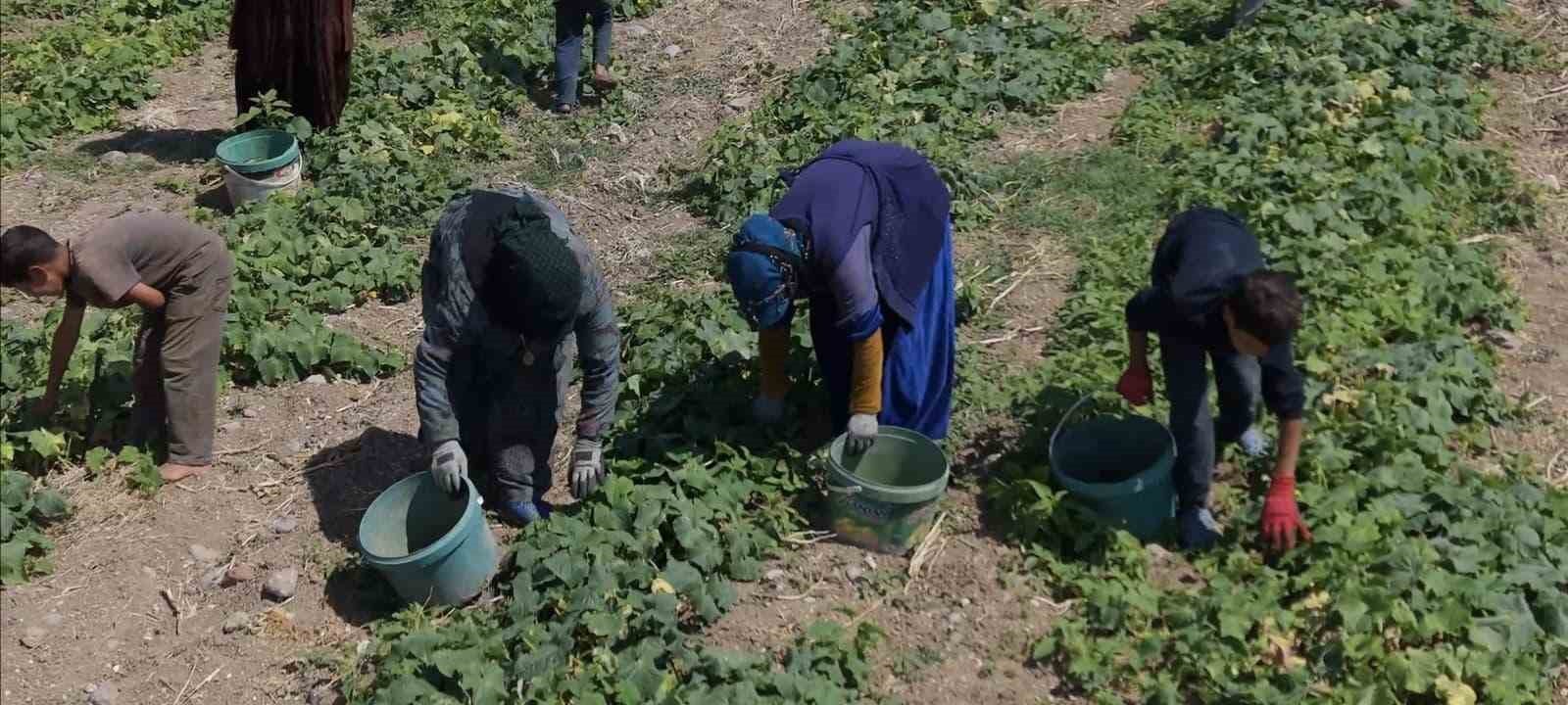 Turşu ustalarının son hazırlığı: &Ccedil;ubuk&rsquo;ta festival heyecanı başladı