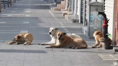 Vali duyurdu! 52 bin sahipsiz k&ouml;pek toplatıldı