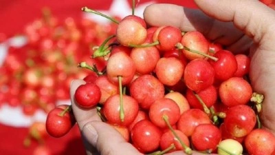 Yediği kiraz sonu oldu! Korkun&ccedil; ş&uuml;phe